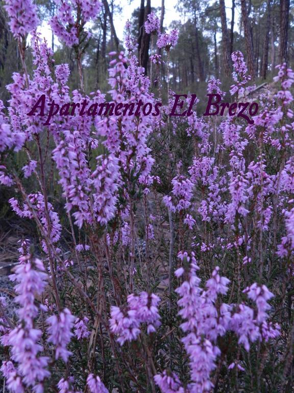 El Brezo * Albarracín